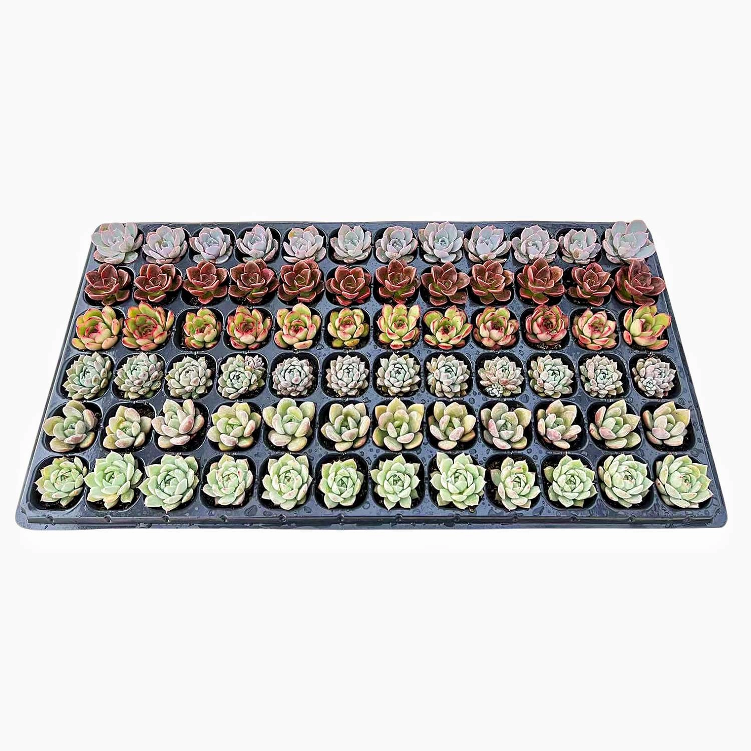 Assorted Rosette Succulent 72 Plug Tray (6 Varieties) mini ornamental plant  