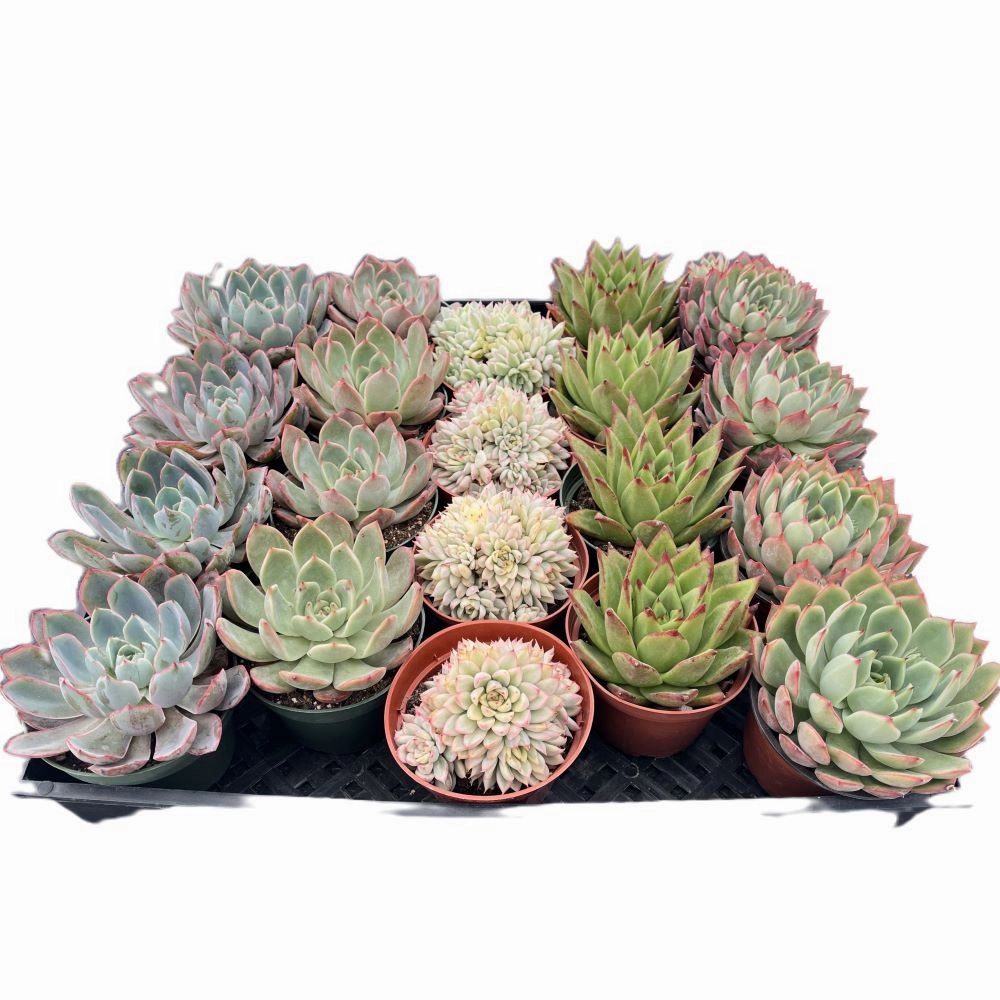Assorted Rosettes Succulents (5 Varieties) Bulk 20 Tray - 4in Pot mini ornamental plant  