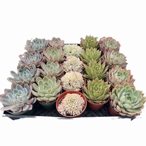 Assorted Rosettes Succulents (5 Varieties) Bulk 20 Tray - 4in Pot mini ornamental plant  