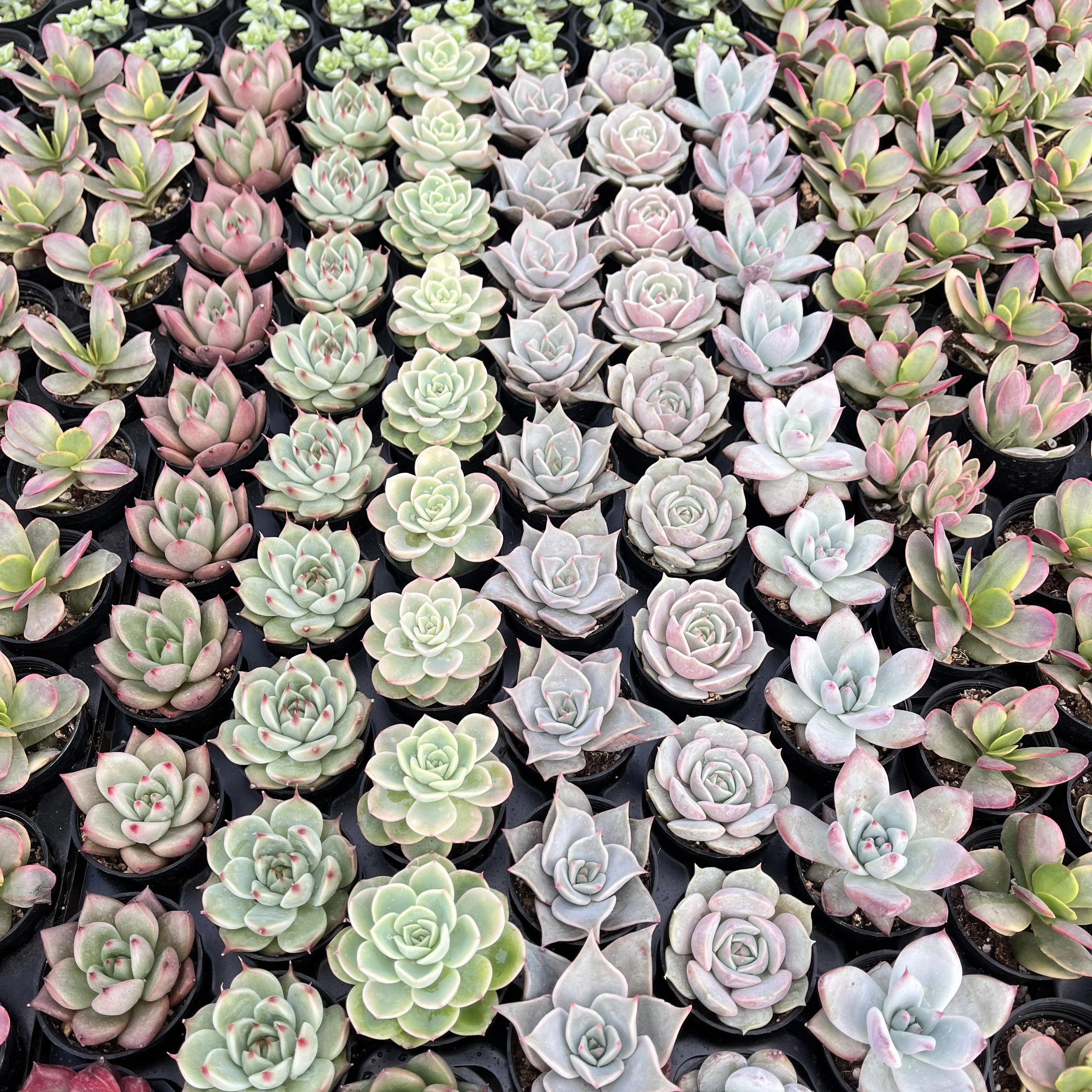 Assorted Rosettes Succulents (6 Varieties) Bulk 54 Tray - 2in Pot