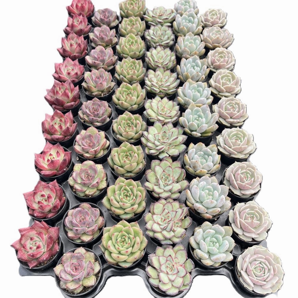 Assorted Rosettes Succulents (6 Varieties) Bulk 54 Tray - 2in Pot