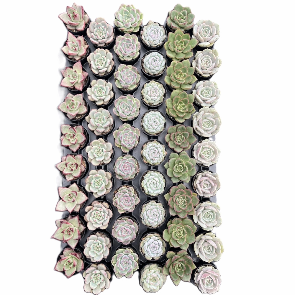 Assorted Rosettes Succulents (6 Varieties) Bulk 54 Tray - 2in Pot