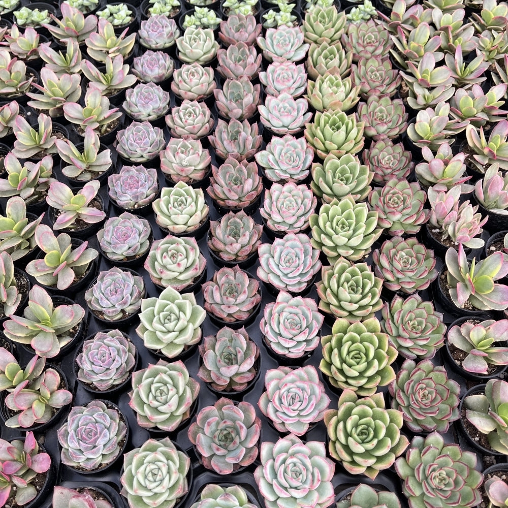 Assorted Rosettes Succulents (6 Varieties) Bulk 54 Tray - 2in Pot
