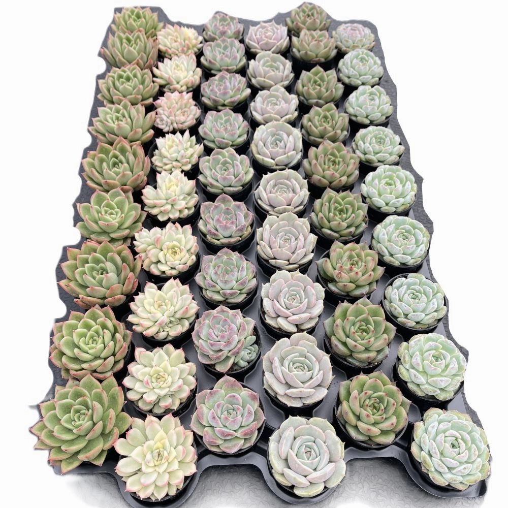 Assorted Rosettes Succulents (6 Varieties) Bulk 54 Tray - 2in Pot