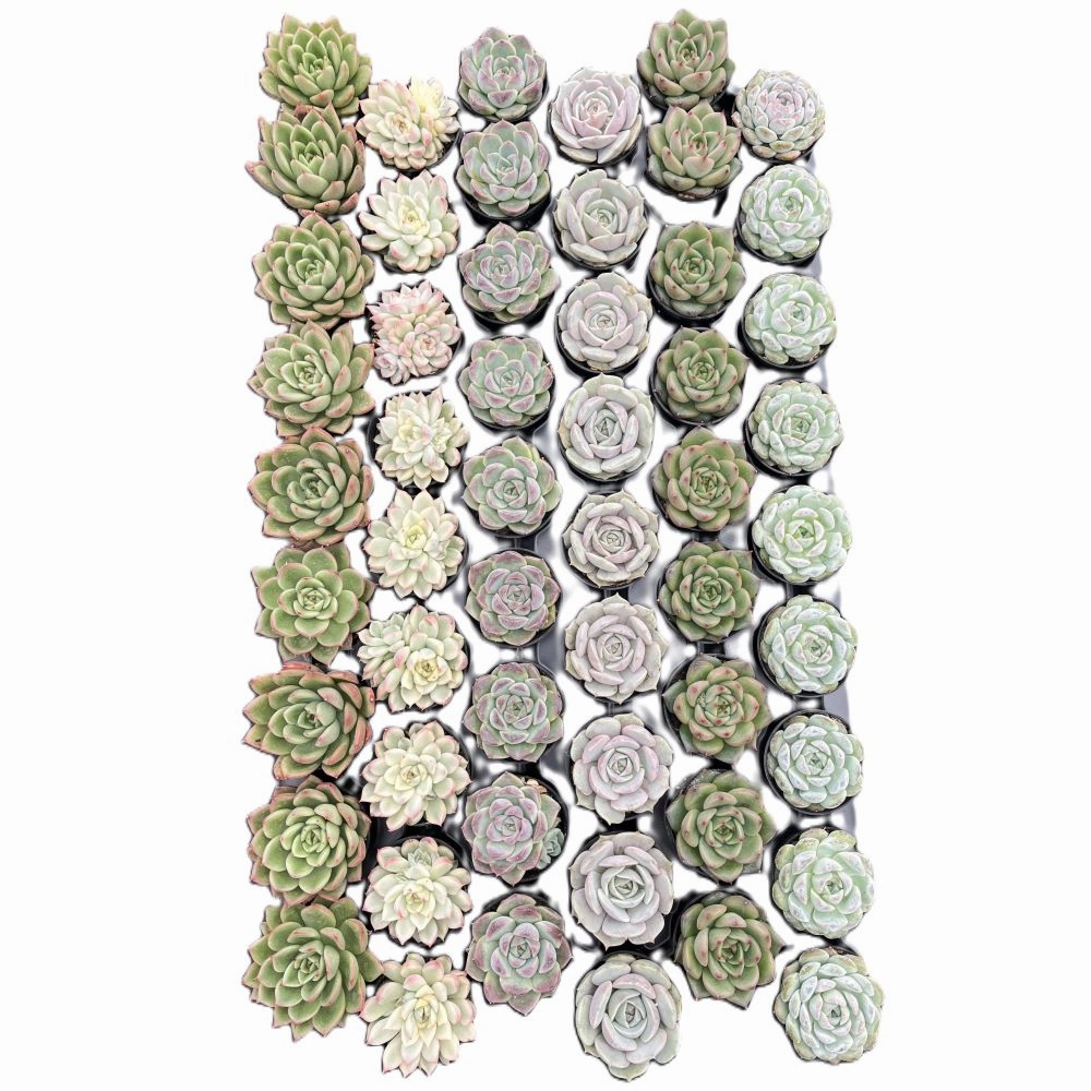 Assorted Rosettes Succulents (6 Varieties) Bulk 54 Tray - 2in Pot