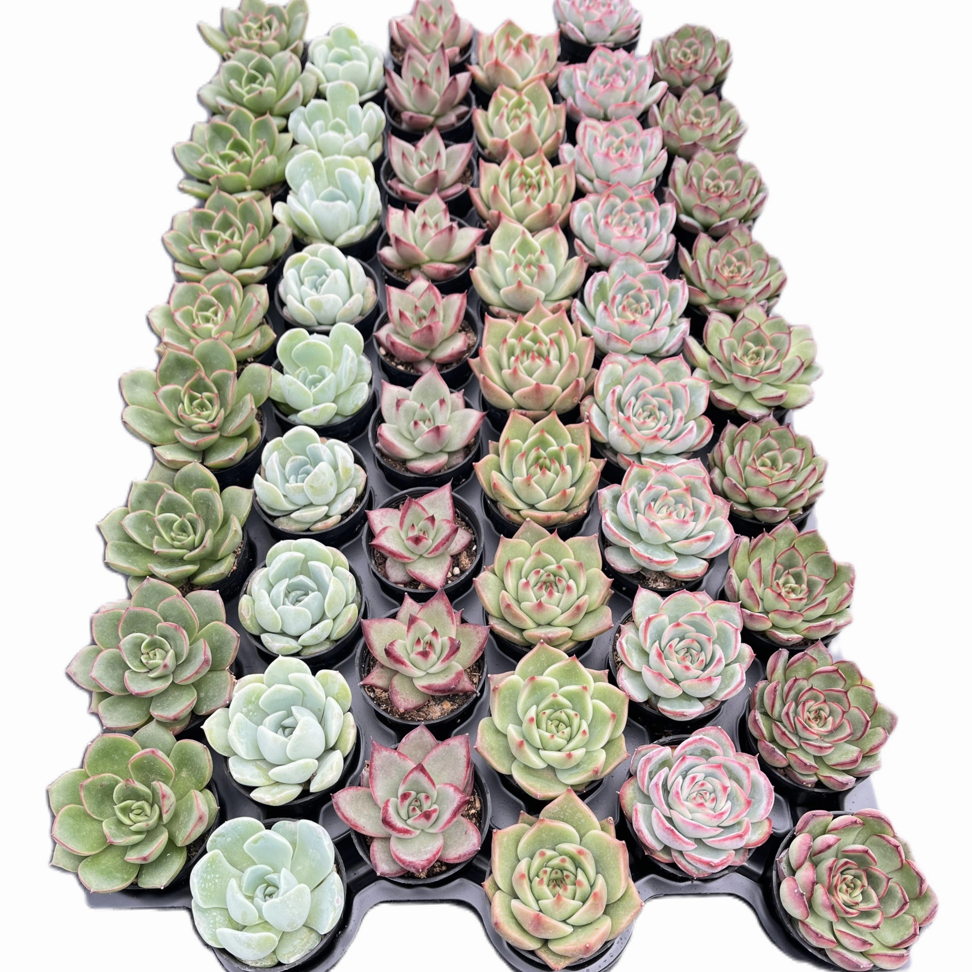 Assorted Rosettes Succulents (6 Varieties) Bulk 54 Tray - 2in Pot