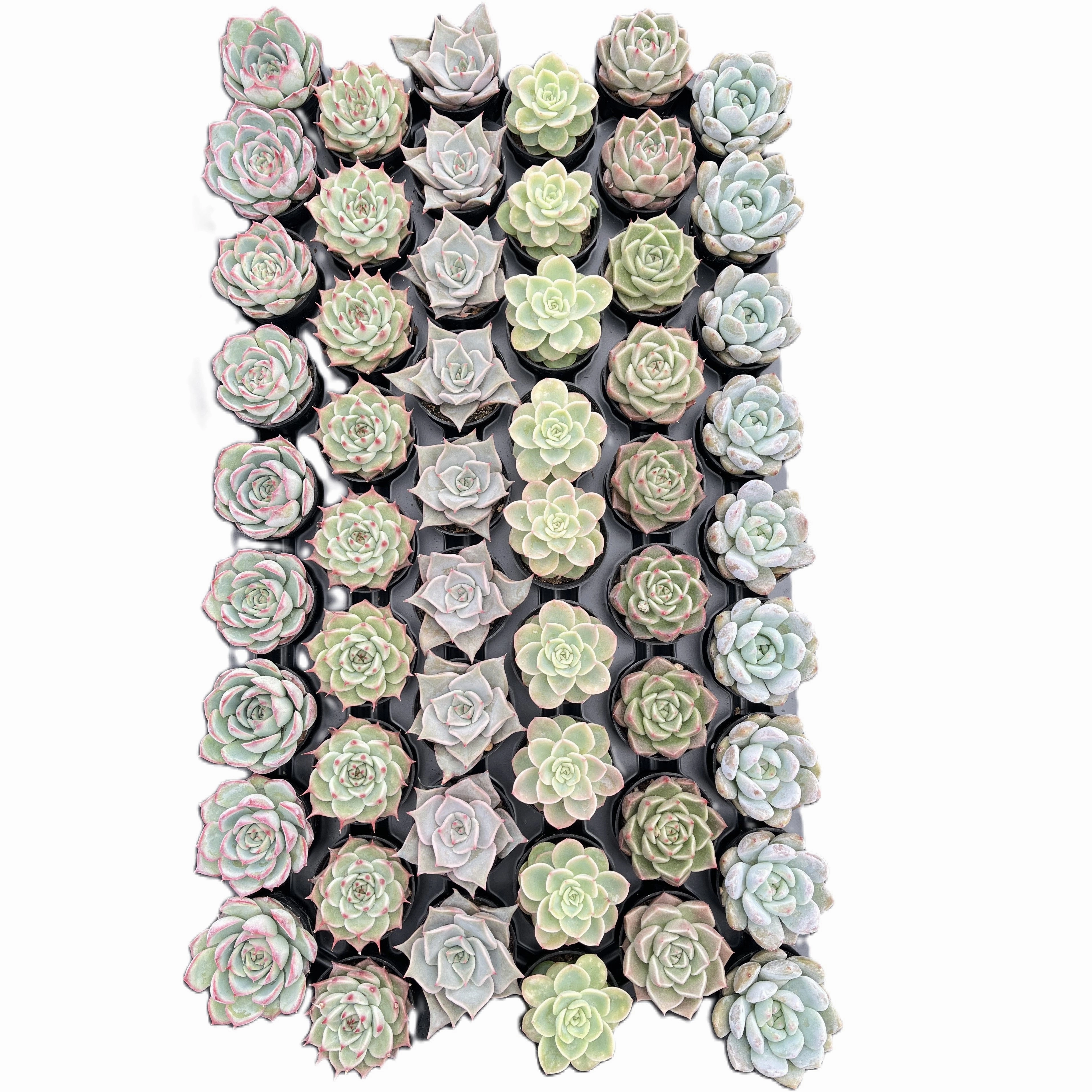 Assorted Rosettes Succulents (6 Varieties) Bulk 54 Tray - 2in Pot