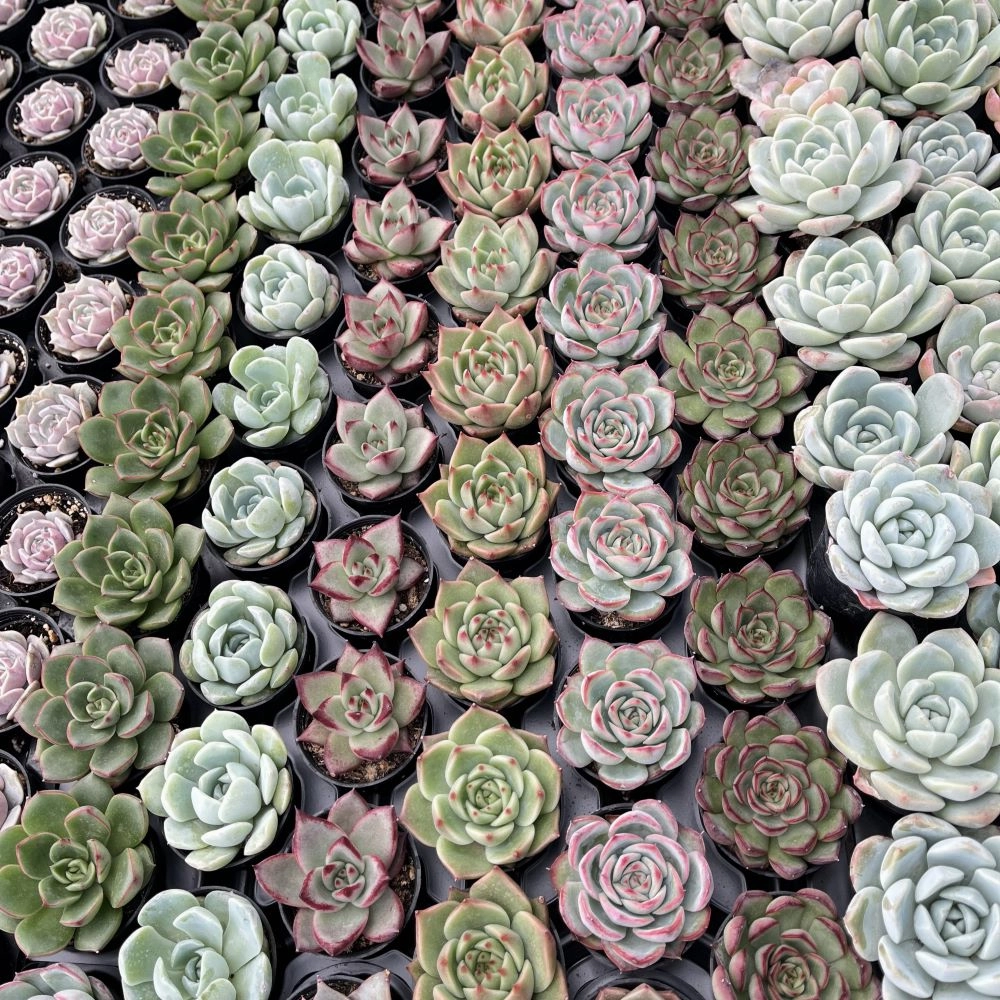 Assorted Rosettes Succulents (6 Varieties) Bulk 54 Tray - 2in Pot