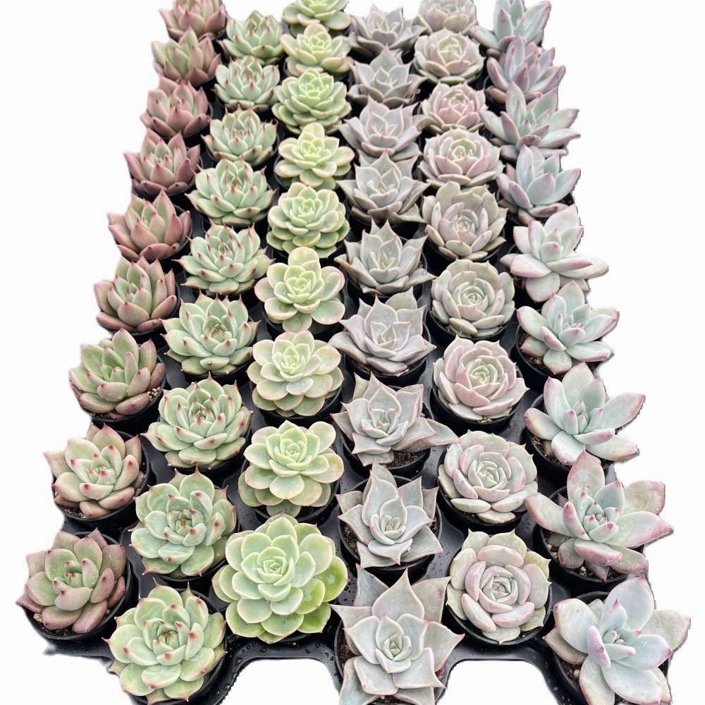 Assorted Rosettes Succulents (6 Varieties) Bulk 54 Tray - 2in Pot