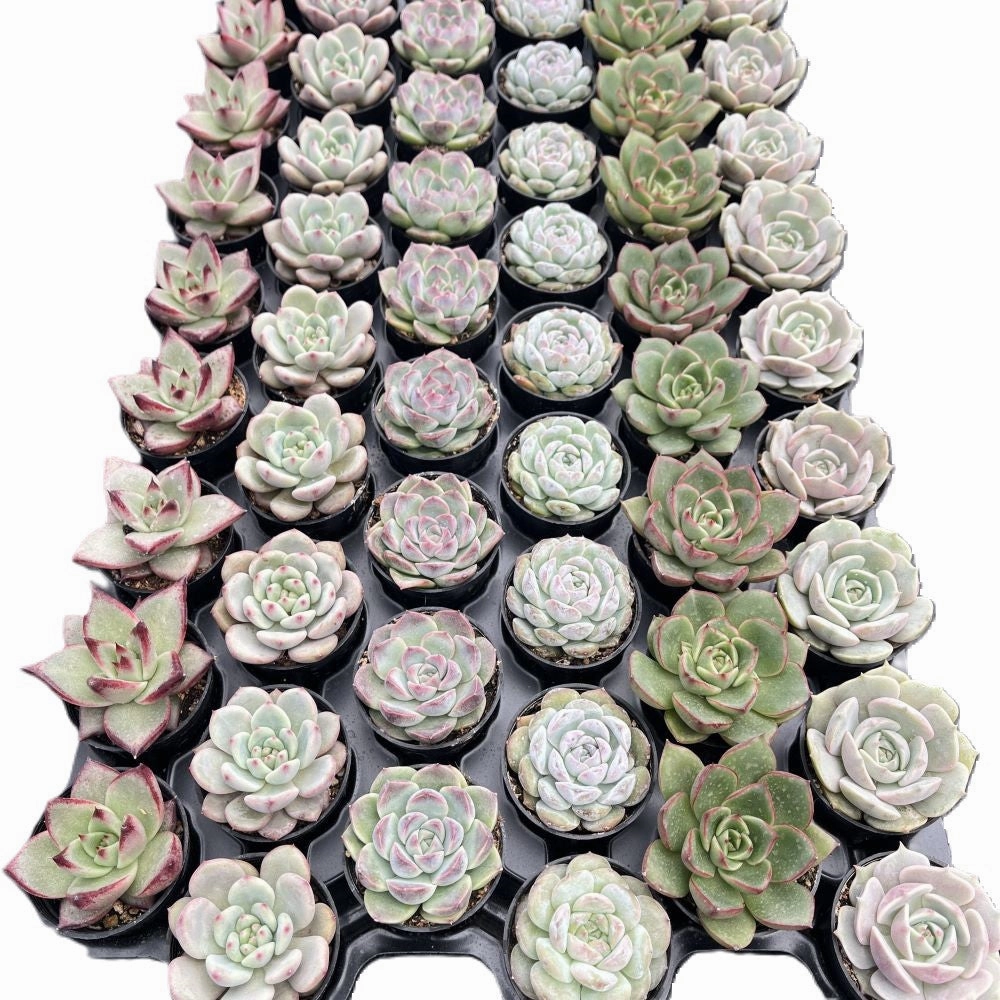 Assorted Rosettes Succulents (6 Varieties) Bulk 54 Tray - 2in Pot