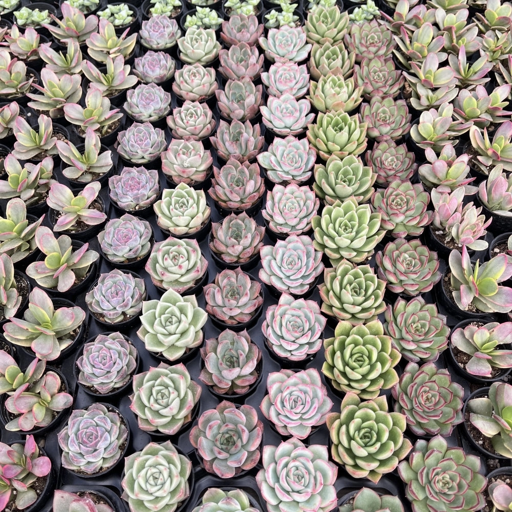 Assorted Rosettes Succulents (6 Varieties) Bulk 54 Tray - 2in Pot