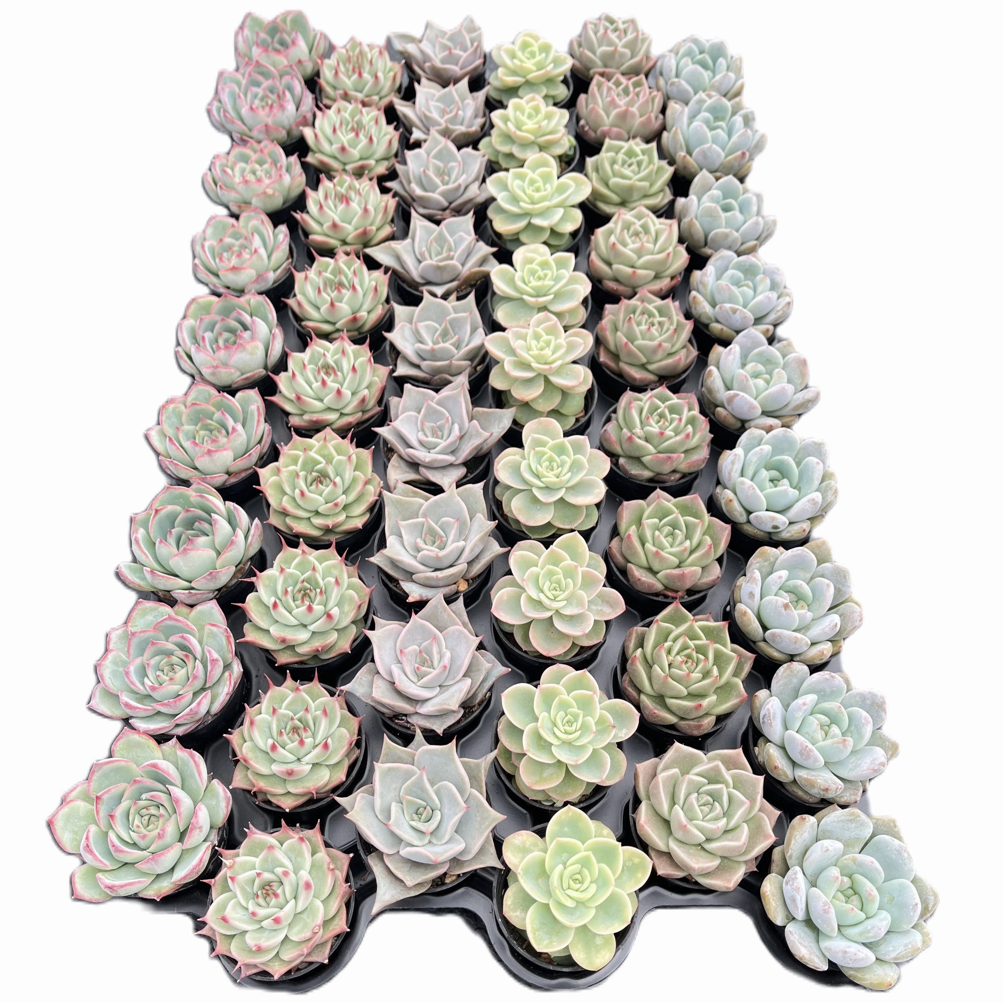 Assorted Rosettes Succulents (6 Varieties) Bulk 54 Tray - 2in Pot