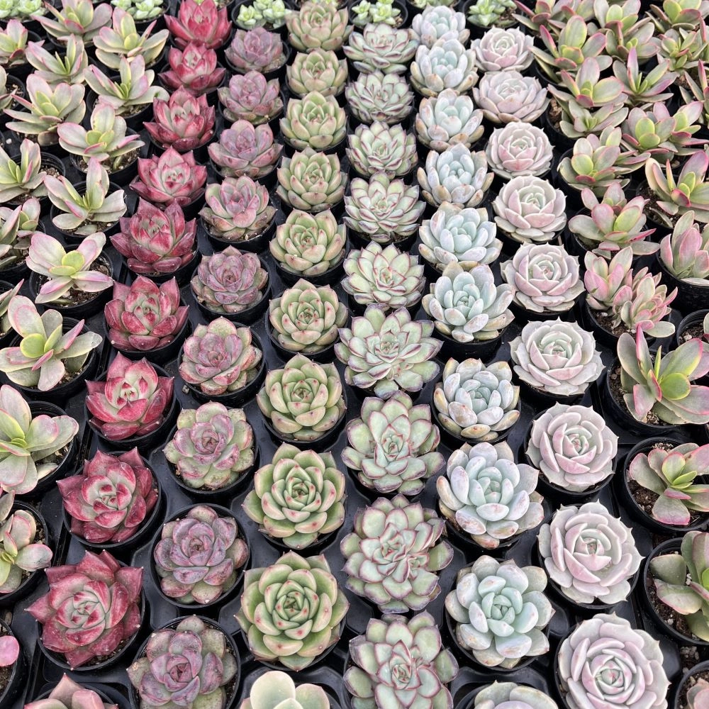 Assorted Rosettes Succulents (6 Varieties) Bulk 54 Tray - 2in Pot