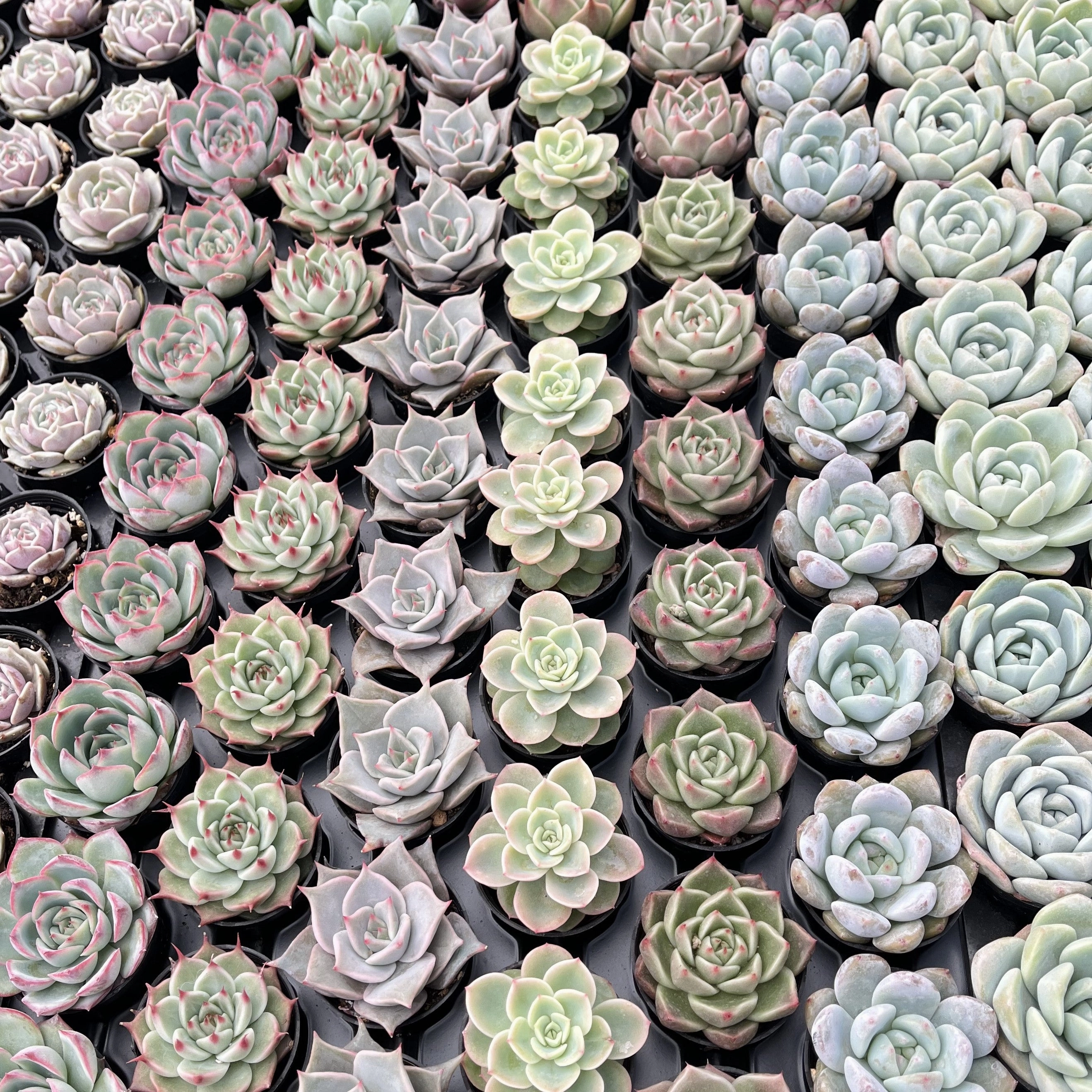 Assorted Rosettes Succulents (6 Varieties) Bulk 54 Tray - 2in Pot