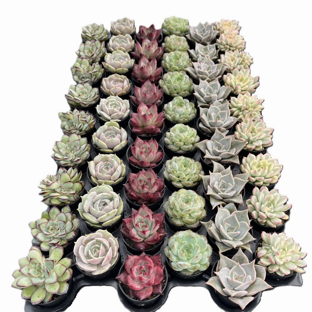 Assorted Rosettes Succulents (6 Varieties) Bulk 54 Tray - 2in Pot mini ornamental plant  