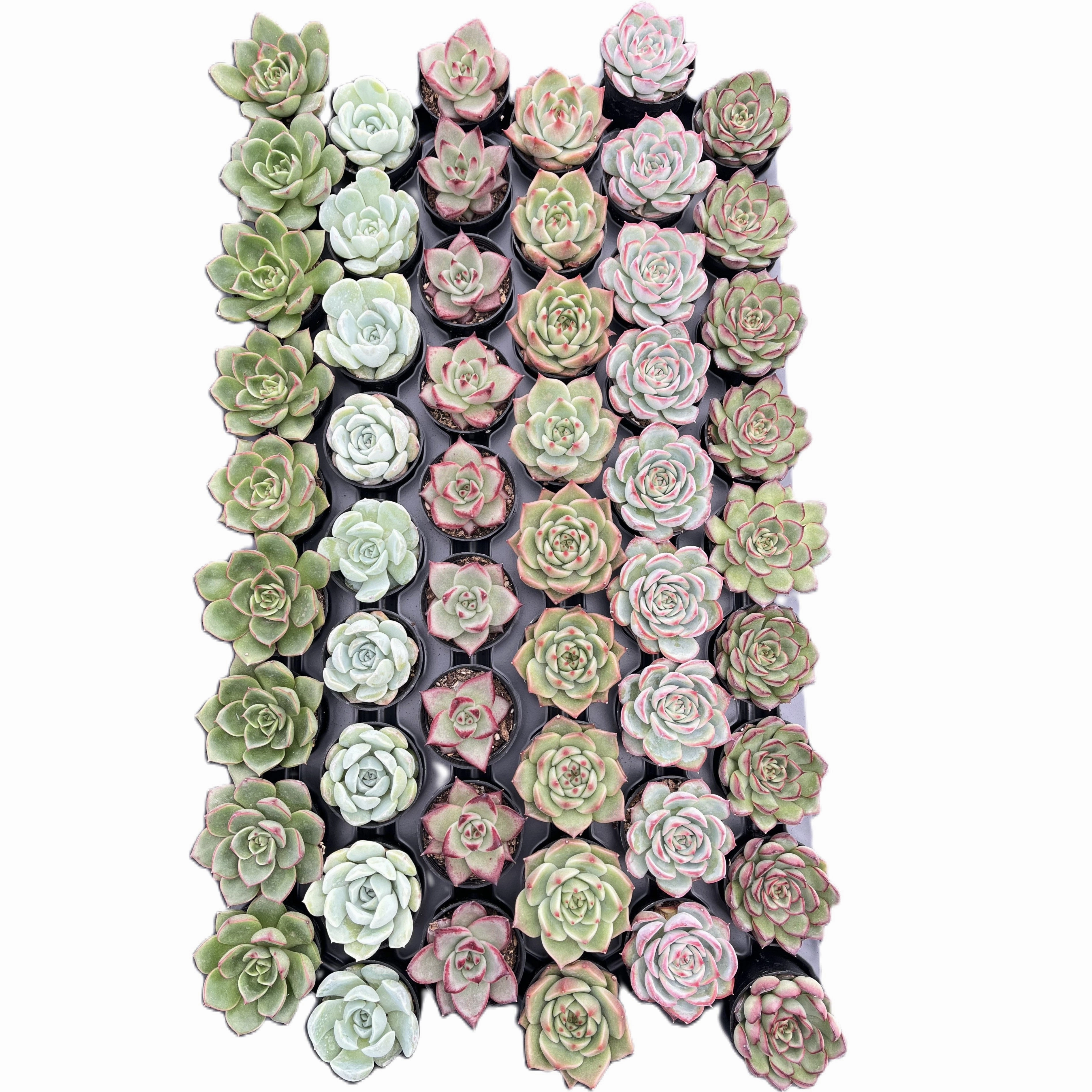 Assorted Rosettes Succulents (6 Varieties) Bulk 54 Tray - 2in Pot