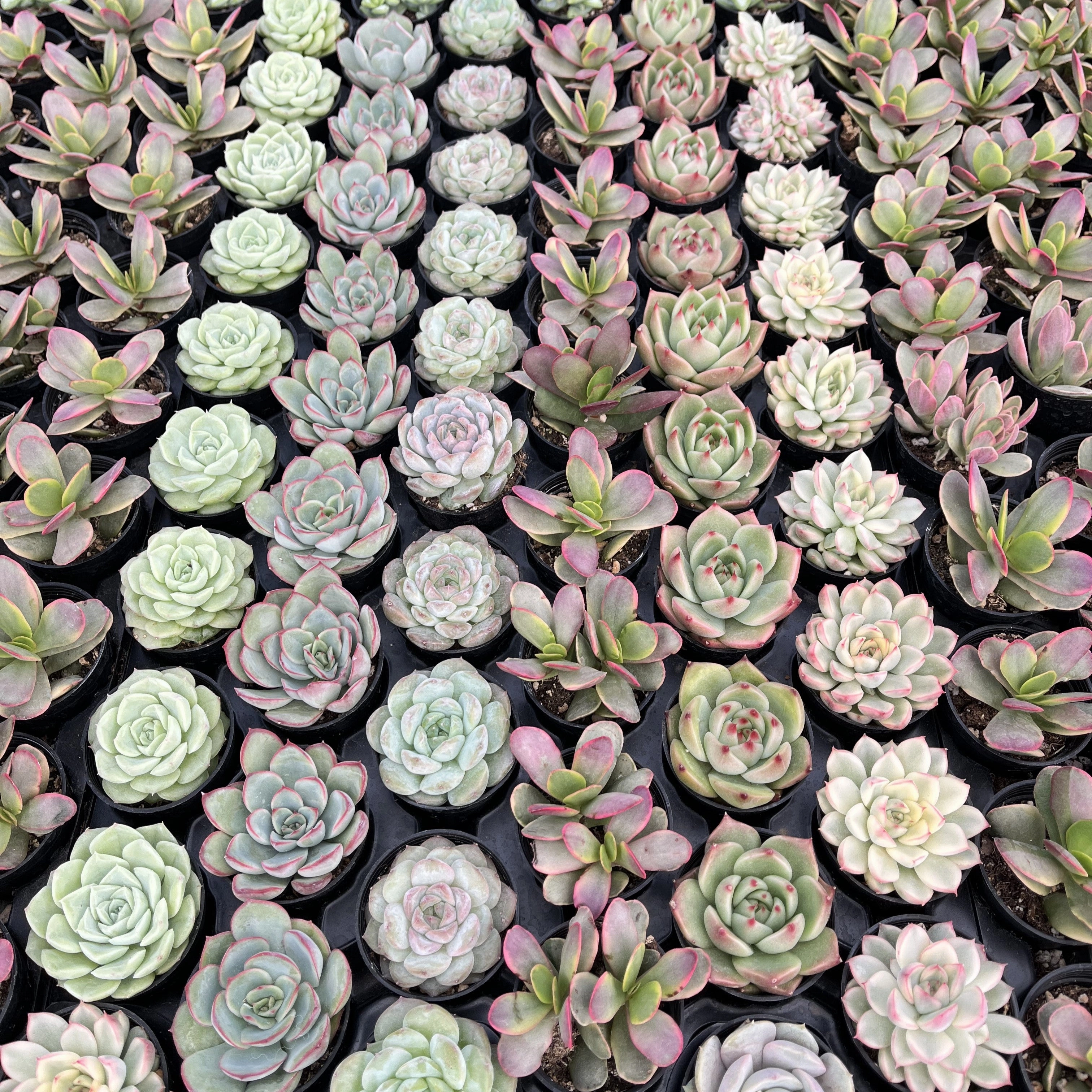 Assorted Rosettes Succulents (6 Varieties) Bulk 54 Tray - 2in Pot
