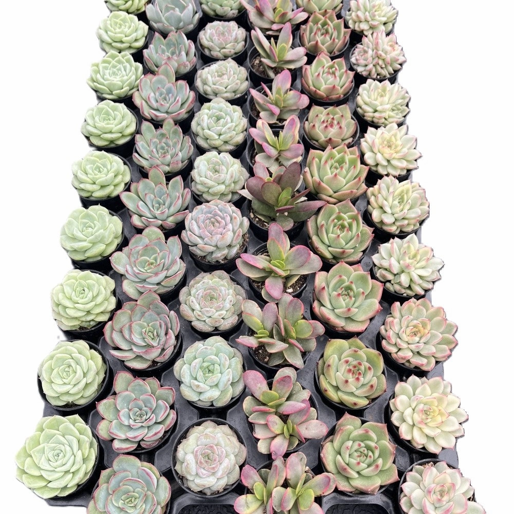 Assorted Rosettes Succulents (6 Varieties) Bulk 54 Tray - 2in Pot