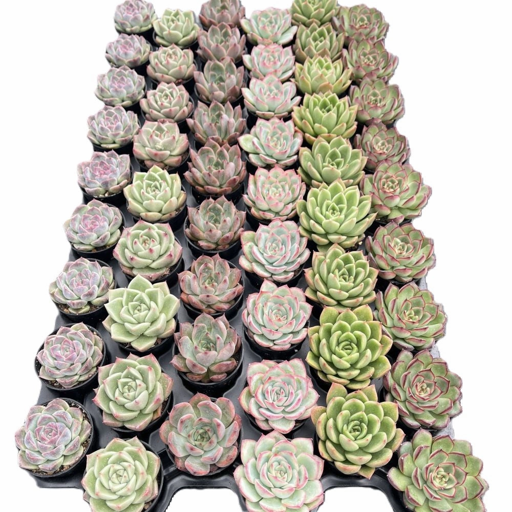 Assorted Rosettes Succulents (6 Varieties) Bulk 54 Tray - 2in Pot