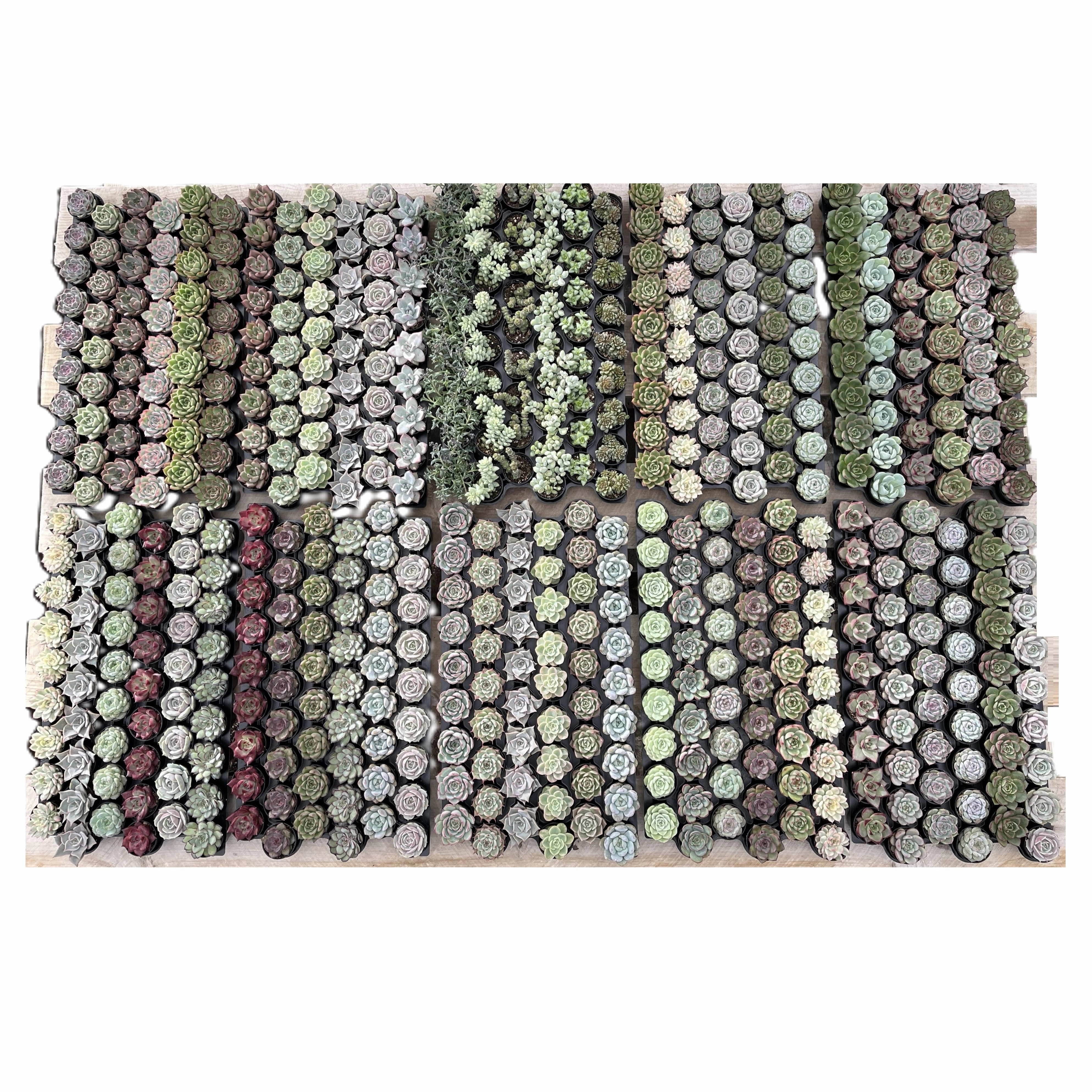 Assorted Rosettes Succulents (6 Varieties) Bulk 54 Tray - 2in Pot