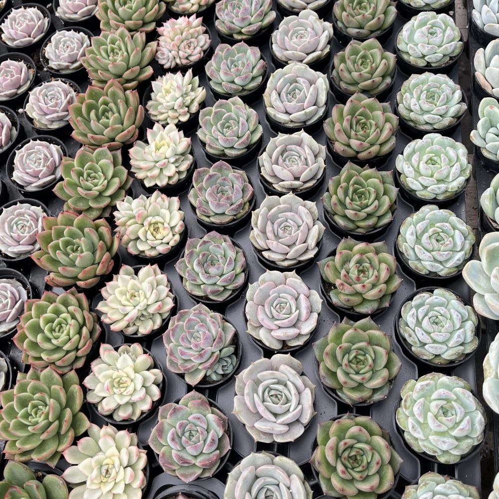 Assorted Rosettes Succulents (6 Varieties) Bulk 54 Tray - 2in Pot