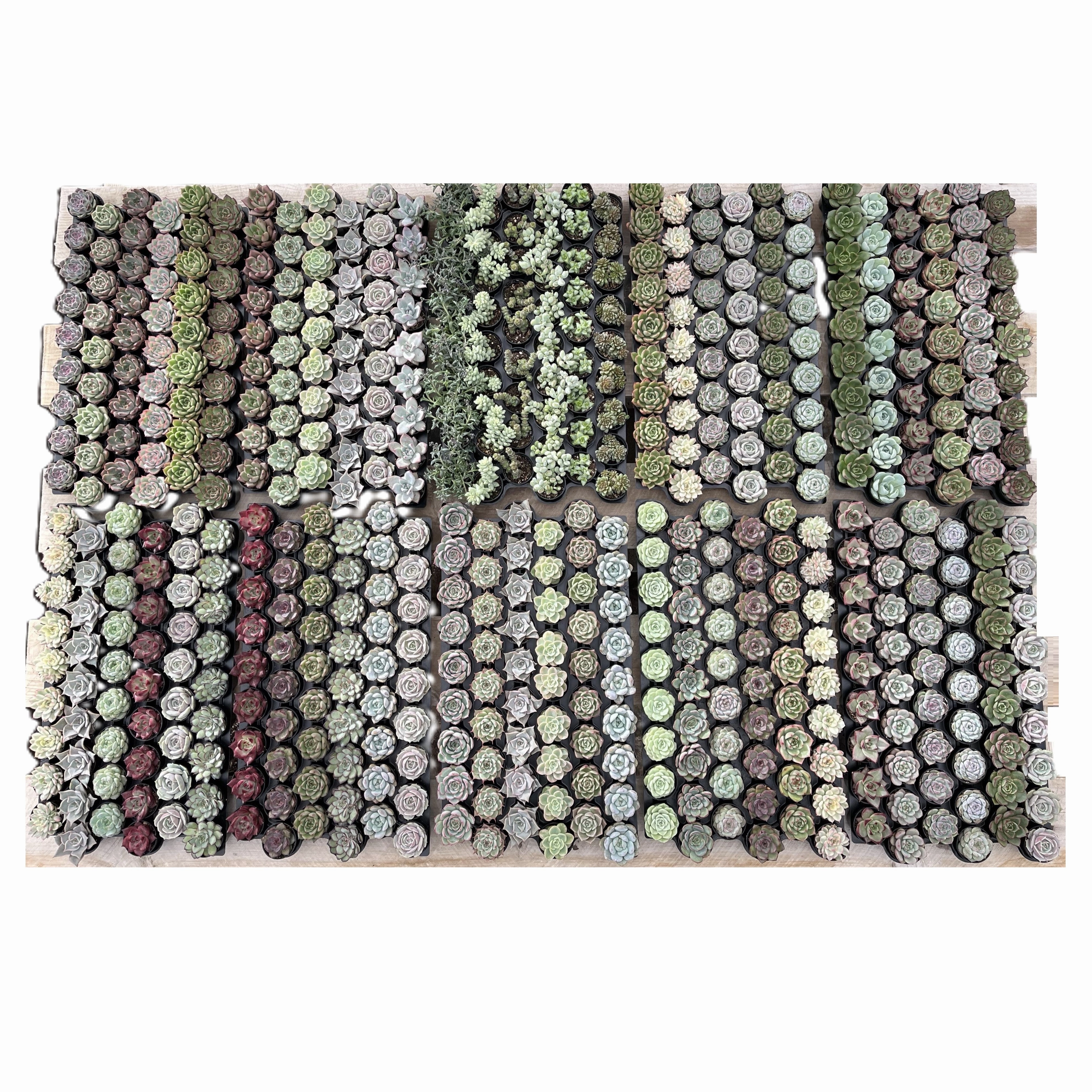 Assorted Rosettes Succulents (6 Varieties) Bulk 54 Tray - 2in Pot