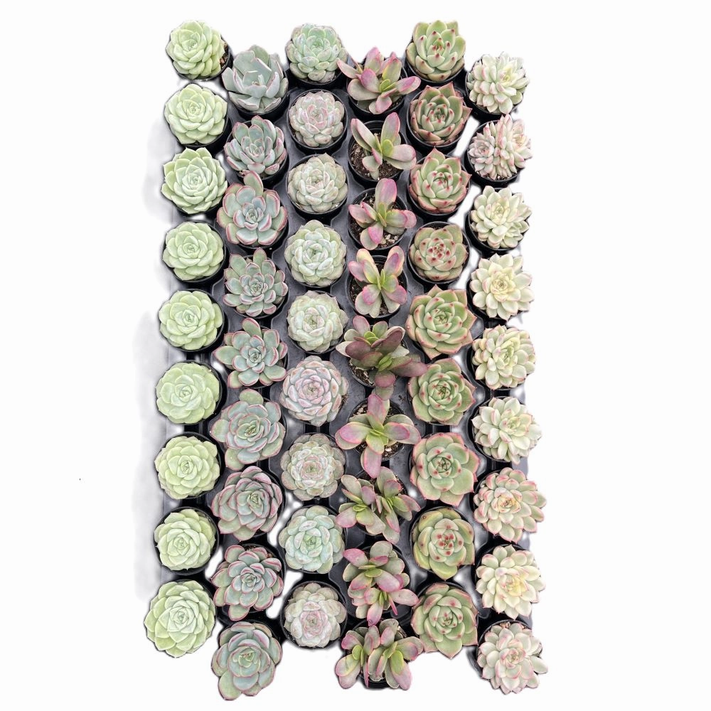 Assorted Rosettes Succulents (6 Varieties) Bulk 54 Tray - 2in Pot