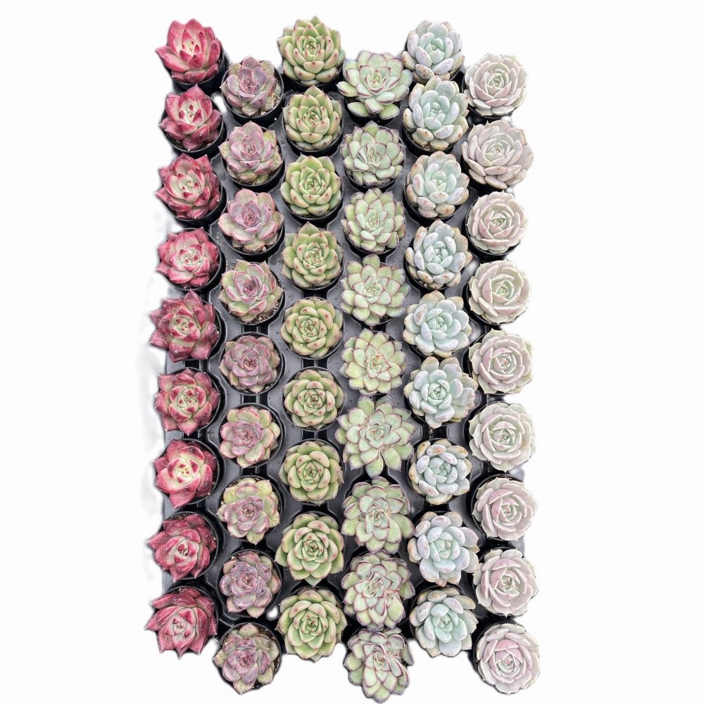 Assorted Rosettes Succulents (6 Varieties) Bulk 54 Tray - 2in Pot
