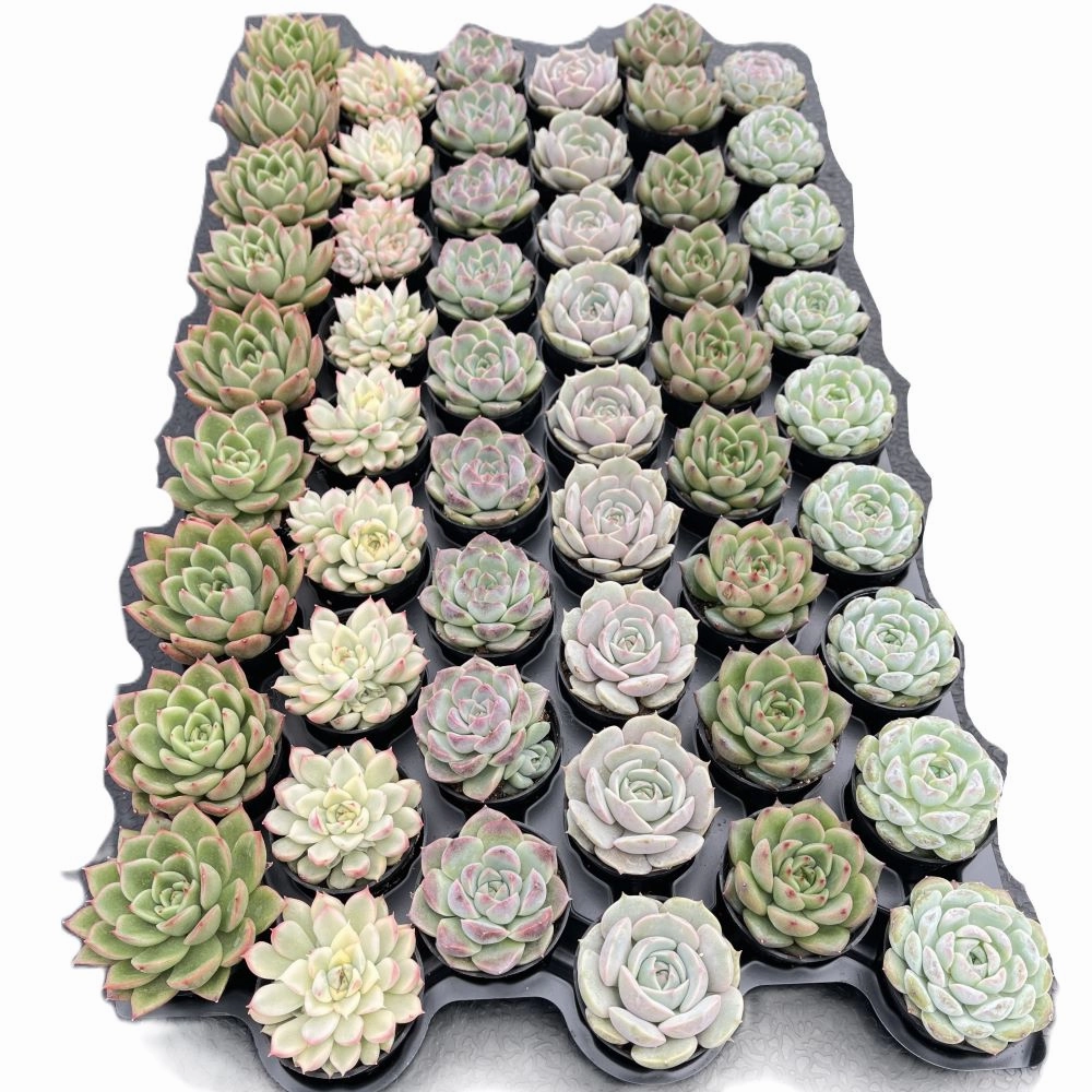 Assorted Rosettes Succulents (6 Varieties) Bulk 54 Tray - 2in Pot