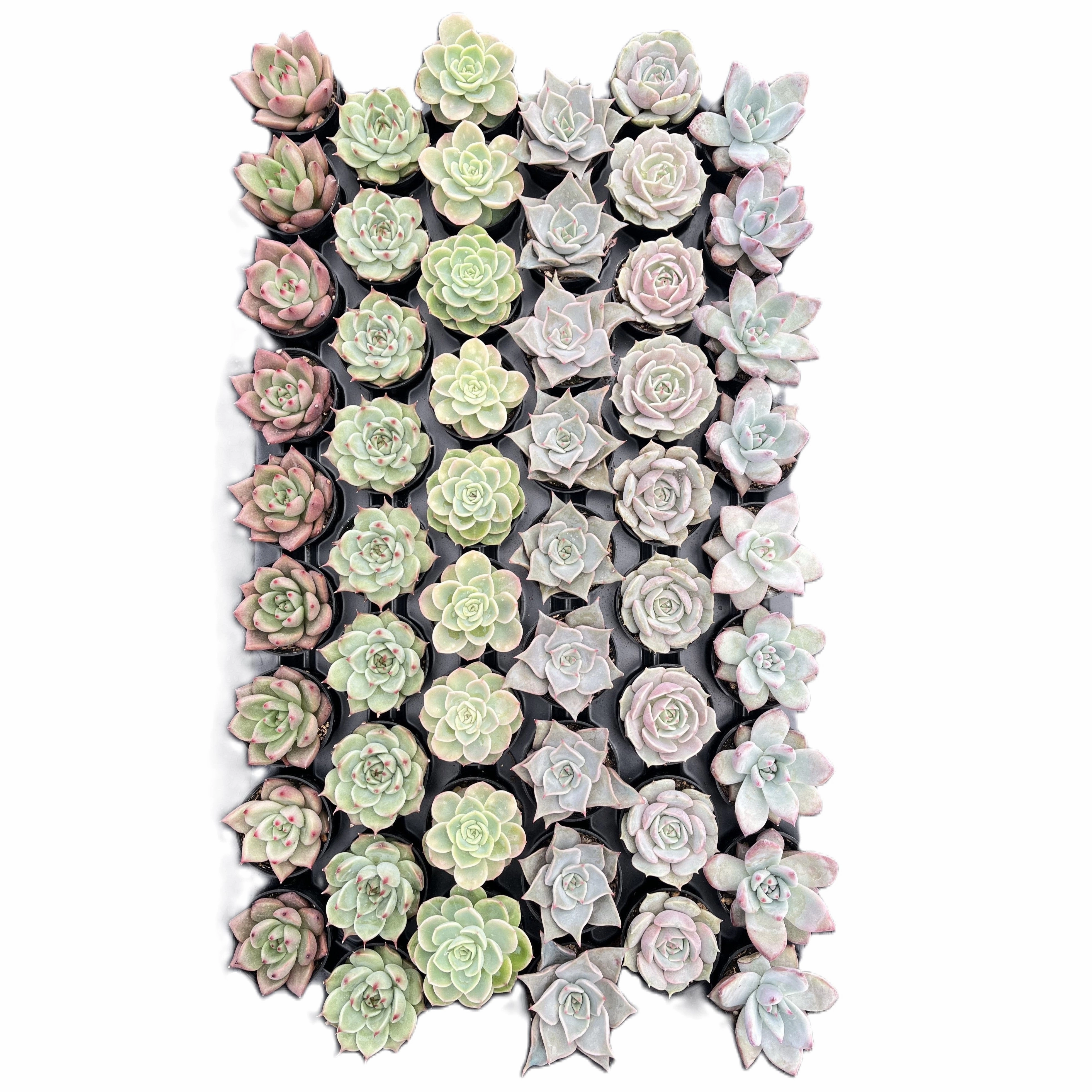 Assorted Rosettes Succulents (6 Varieties) Bulk 54 Tray - 2in Pot