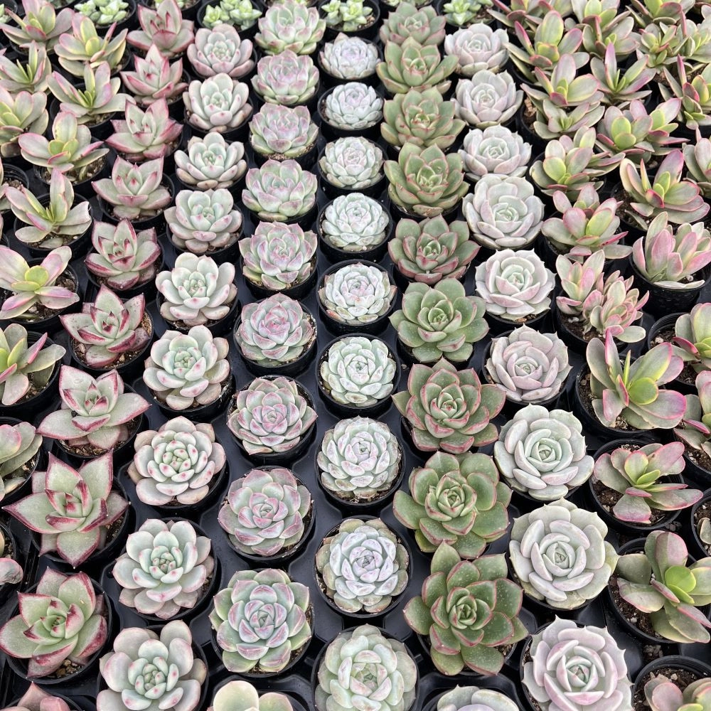 Assorted Rosettes Succulents (6 Varieties) Bulk 54 Tray - 2in Pot