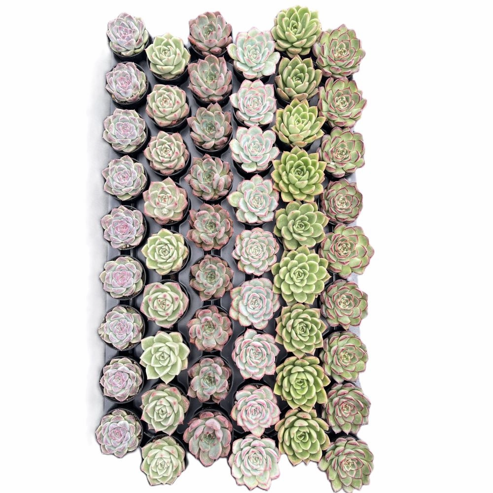 Assorted Rosettes Succulents (6 Varieties) Bulk 54 Tray - 2in Pot