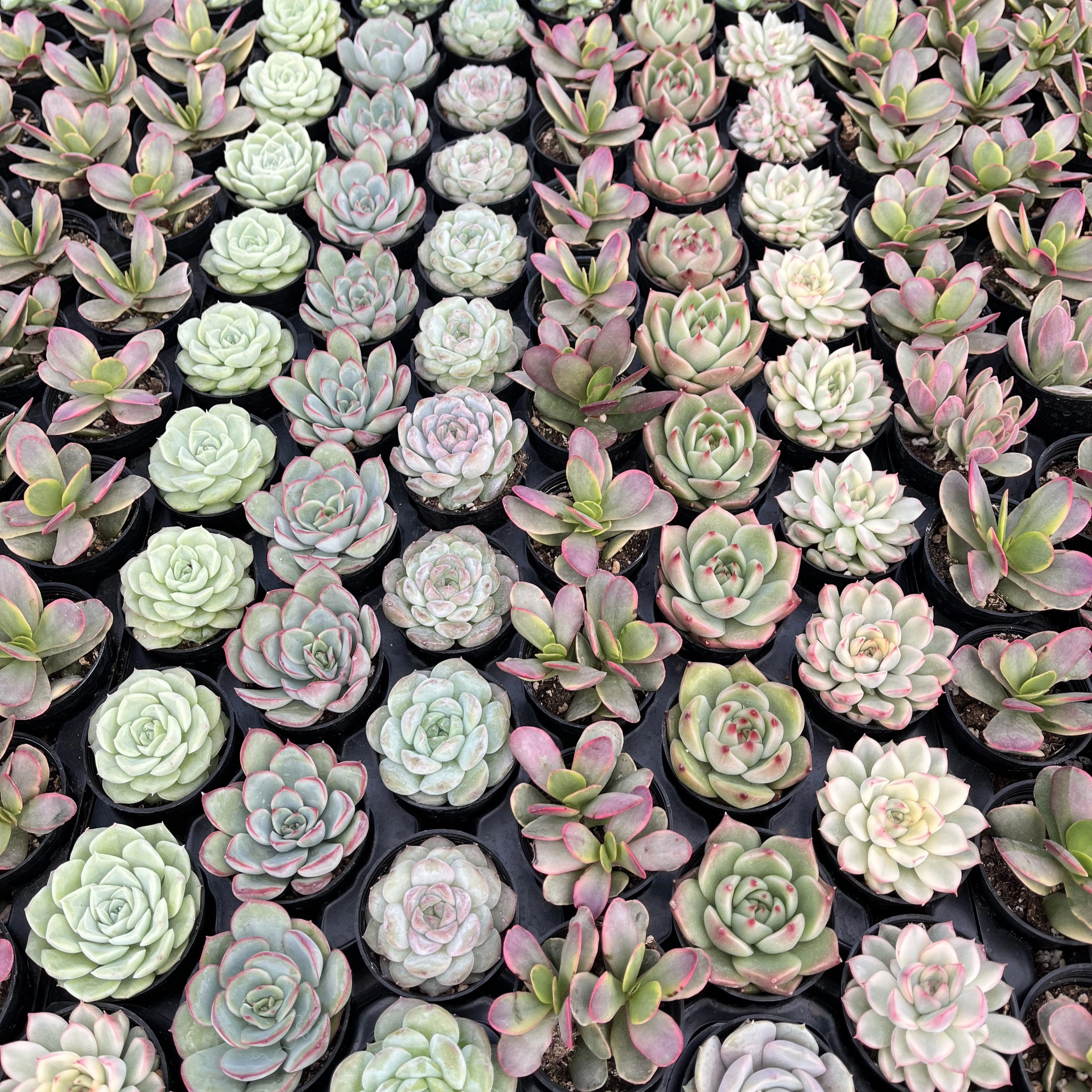 Assorted Rosettes Succulents (6 Varieties) Bulk 54 Tray - 2in Pot
