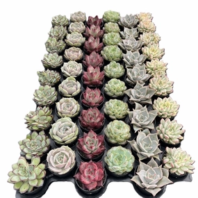 Assorted Rosettes Succulents (6 Varieties) Bulk 54 Tray - 2in Pot mini ornamental plant  