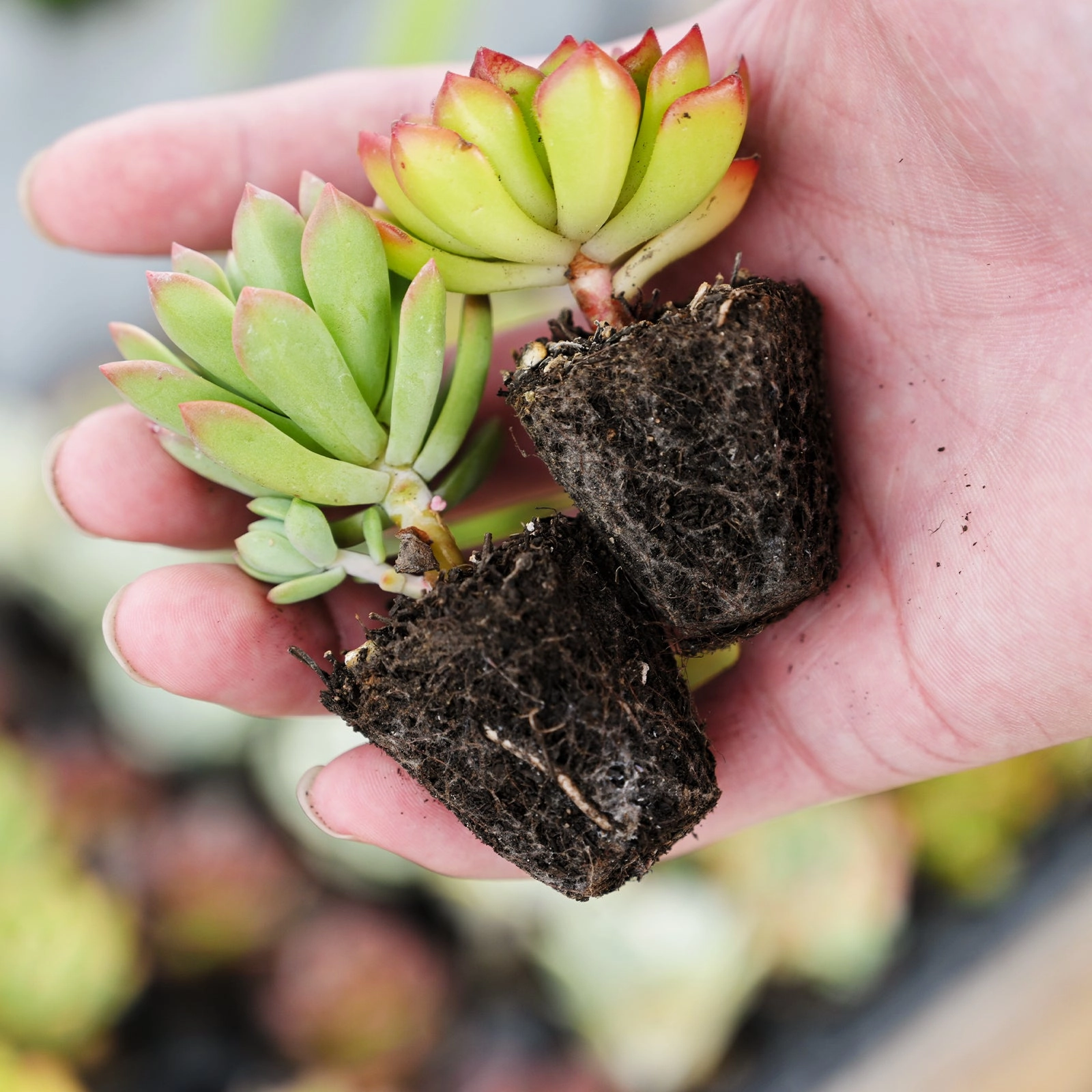 Assorted Succulent 72 Plug Tray (12 Varieties)