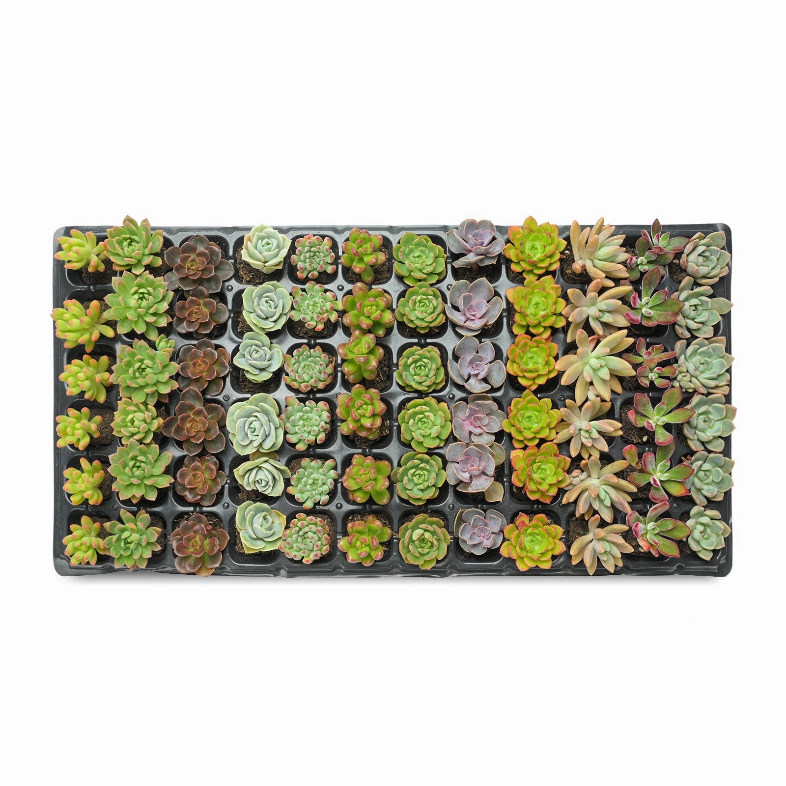Assorted Succulent 72 Plug Tray (12 Varieties) mini ornamental plant  