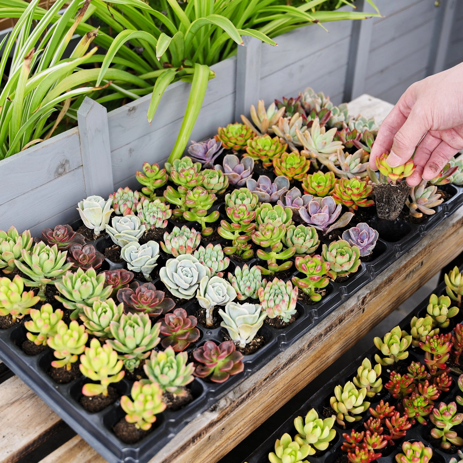 Assorted Succulent 72 Plug Tray (12 Varieties)