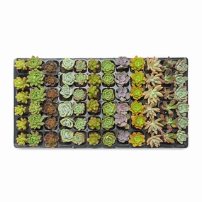 Assorted Succulent 72 Plug Tray (12 Varieties) mini ornamental plant  