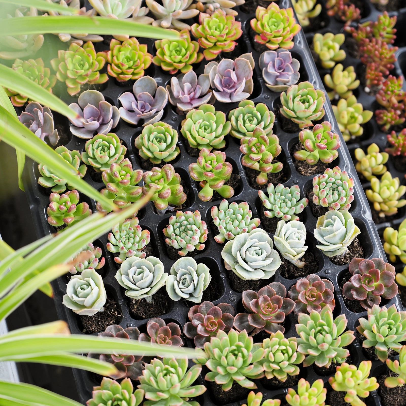 Assorted Succulent 72 Plug Tray (12 Varieties)