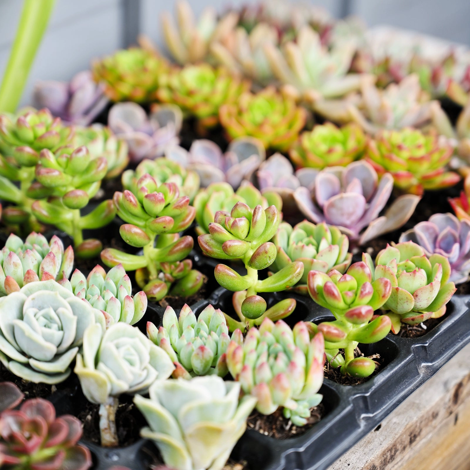 Assorted Succulent 72 Plug Tray (12 Varieties)