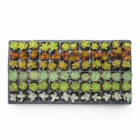 Assorted Succulent 72 Plug Tray (6 Varieties) mini ornamental plant  