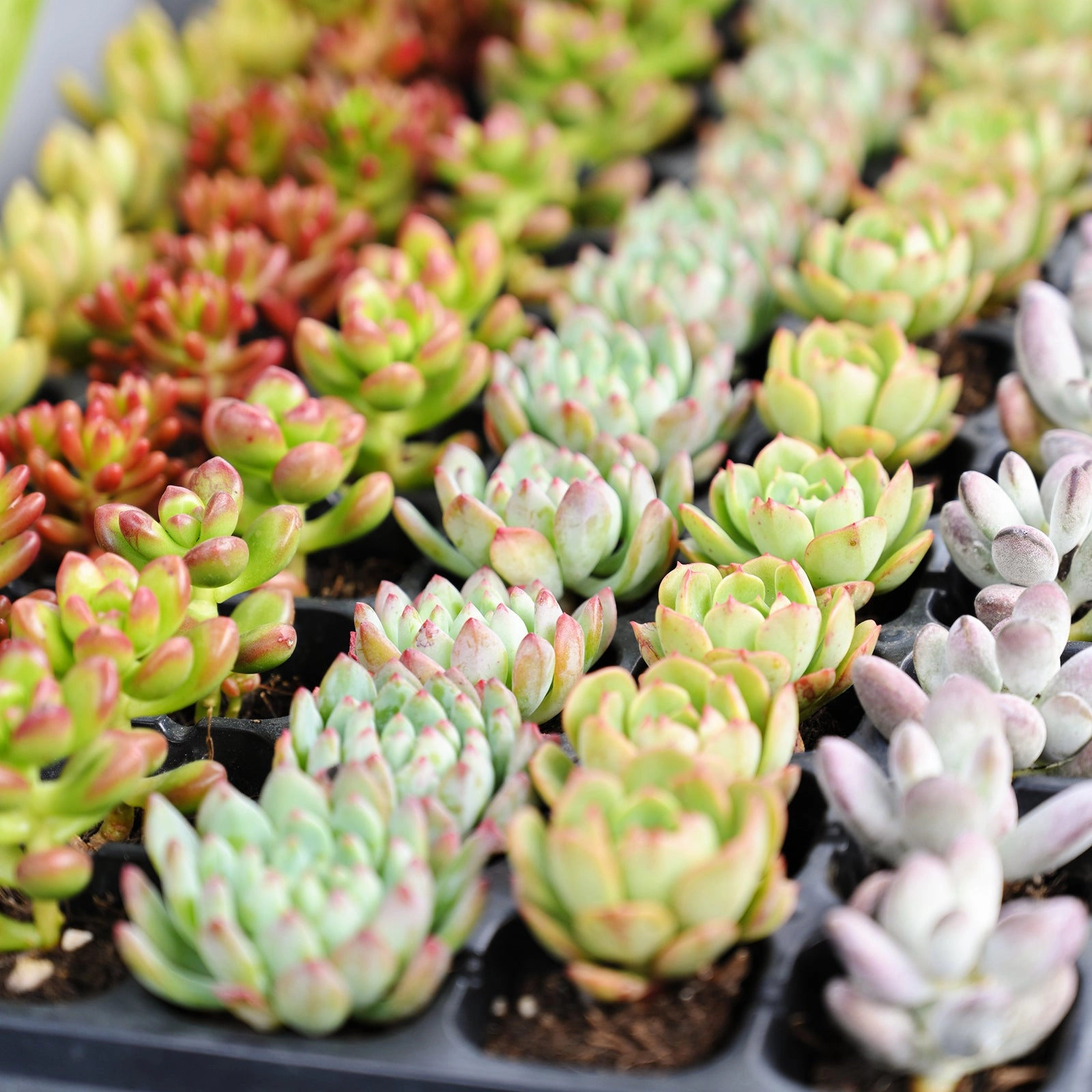 Assorted Succulent 72 Plug Tray (6 Varieties)