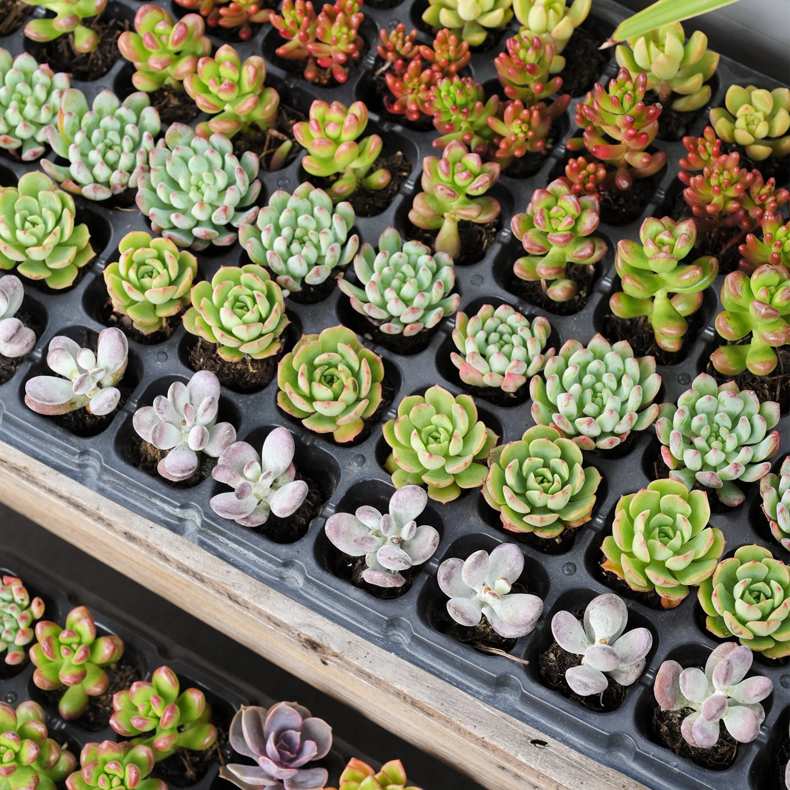 Assorted Succulent 72 Plug Tray (6 Varieties)