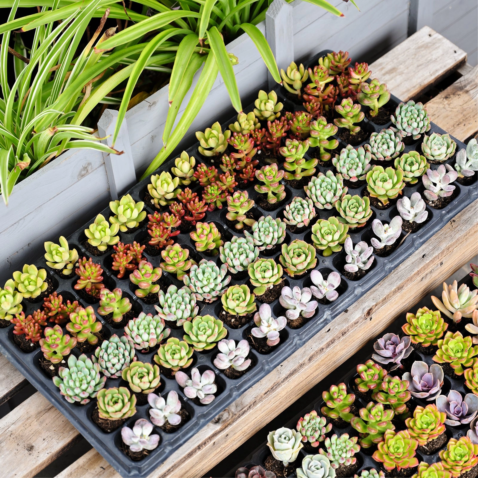 Assorted Succulent 72 Plug Tray (6 Varieties)