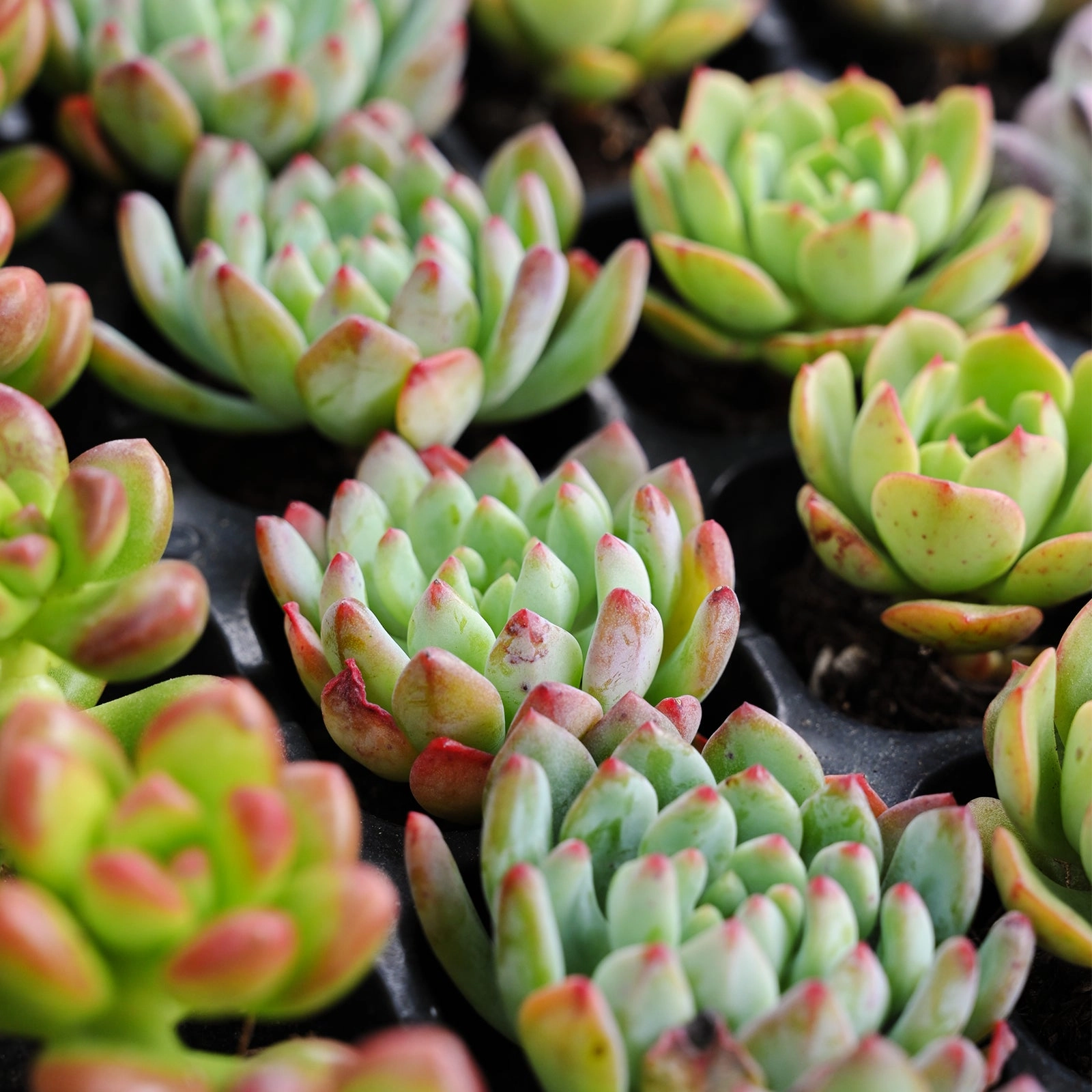 Assorted Succulent 72 Plug Tray (6 Varieties)