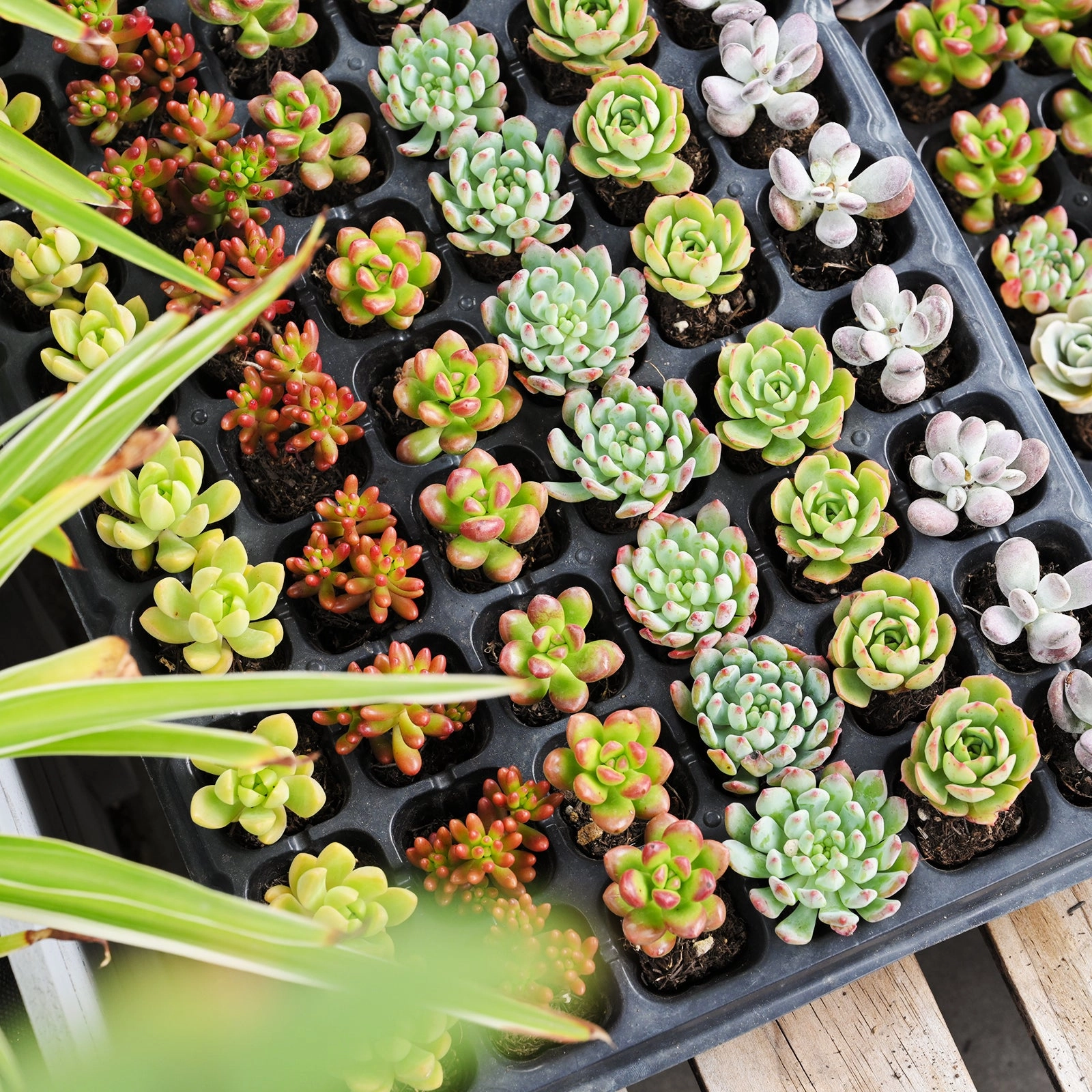Assorted Succulent 72 Plug Tray (6 Varieties)