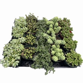 Assorted Succulents (5 Varieties) Bulk 20 Tray - 4in Pot mini ornamental plant  