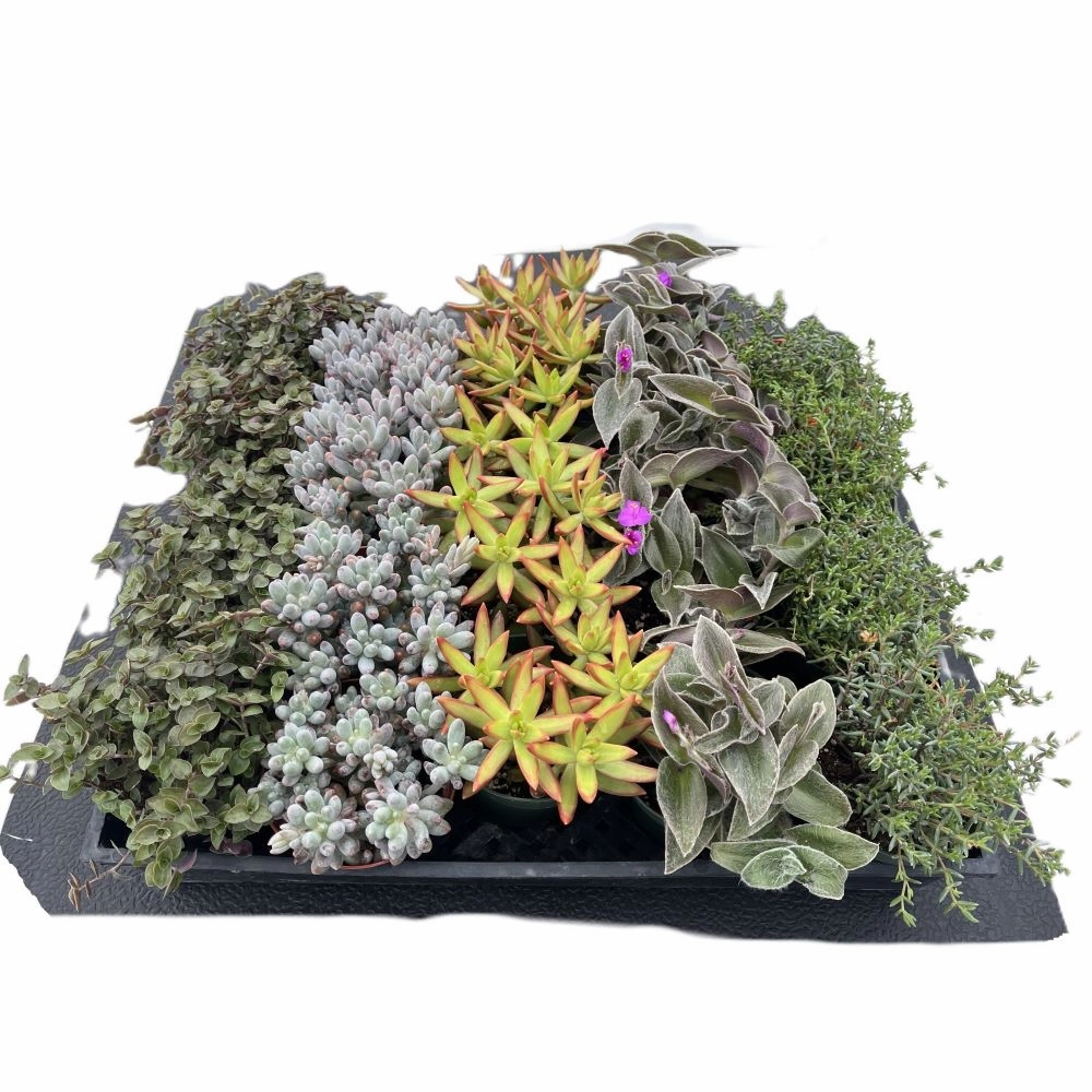 Assorted Succulents (5 Varieties) Bulk 20 Tray - 4in Pot