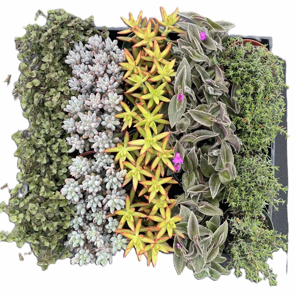 Assorted Succulents (5 Varieties) Bulk 20 Tray - 4in Pot
