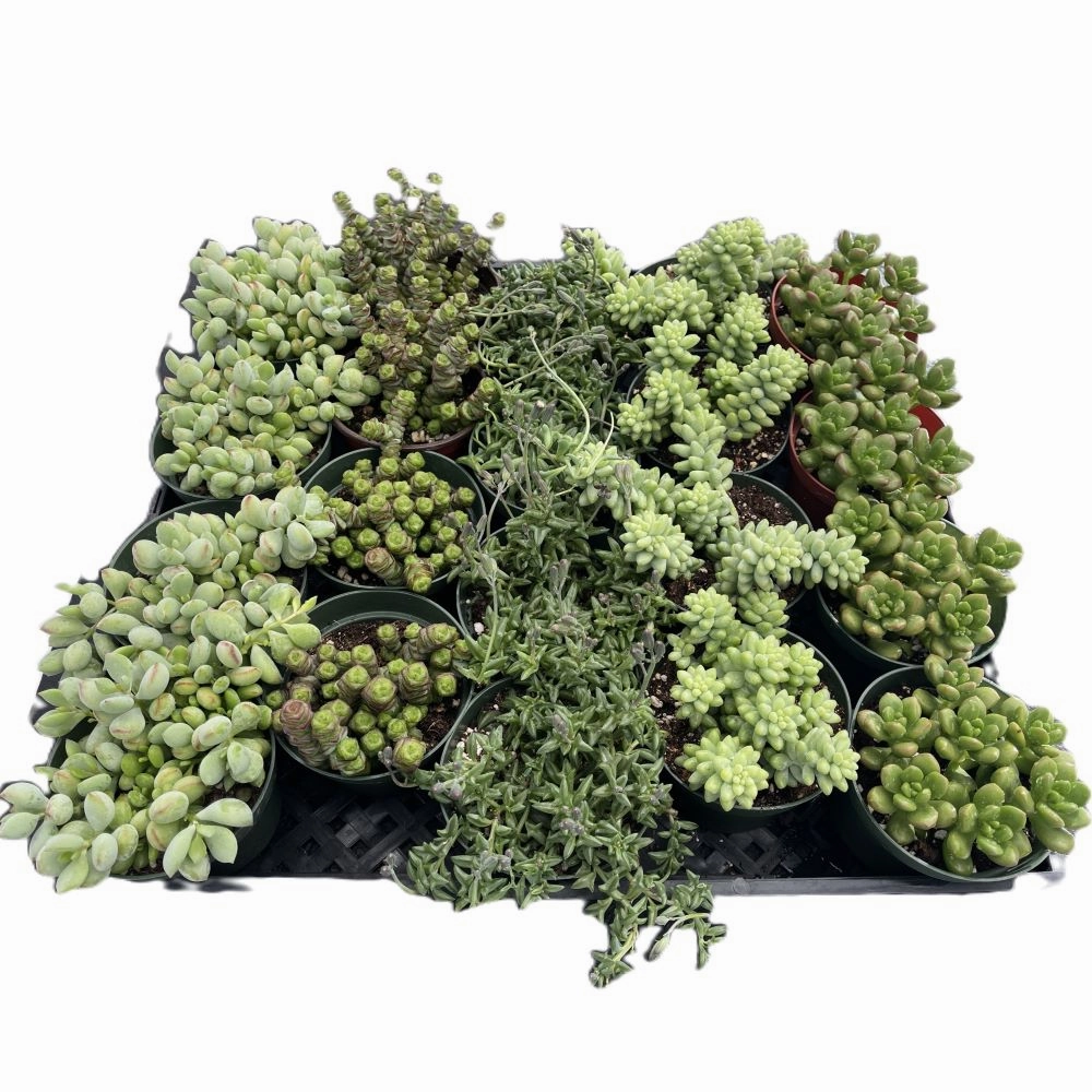 Assorted Succulents (5 Varieties) Bulk 20 Tray - 4in Pot mini ornamental plant  